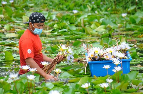 Redah Kolam Petik Bunga Teratai Utusan Malaysia