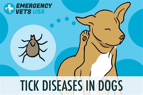 Tick Borne Diseases In Dogs What Are They And Treatments Available
