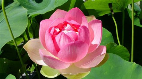 Growing Lotuses In Your Yard Quick Tips For Incredible Colors