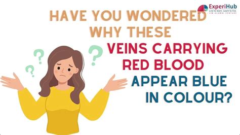 Why Do Veins Appear Blue When They Carry Blood Which Is Redhots