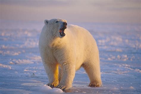 Polar Bear Standing On Ice Pack Photograph By Steven Kazlowski Fine