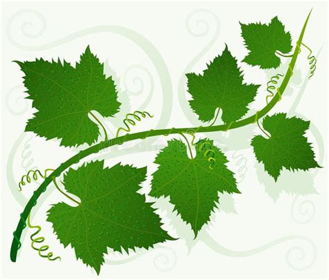 Green grape leaves. Season specific , #sponsored, #grape, #Green, #leaves, #specific, #Season # ...
