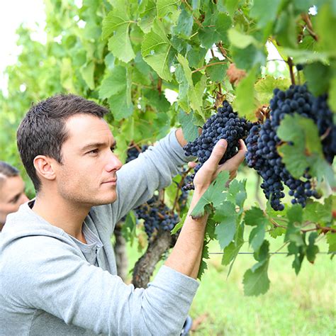 Viticulture Et œnologie éléments Fondamentaux Bordeaux Sciences Agro