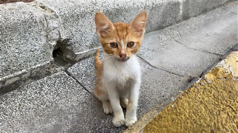 Very Cute Kitten Living On The Street Sweet Kitten😍🐈 Youtube