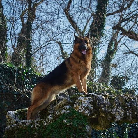 15 Amazing Facts About German Shepherd Dogs You Probably Never Knew