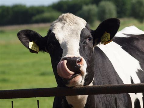 Free Stock Photo Cow Animals Farm Free Image On Pixabay 180317