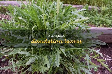 The Nutritional Benefits Of Arugula And Dandelion Leaves Shuncy