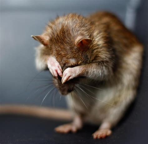 Biologie Das Märchen Von Der Hochintelligenten Ratte Welt