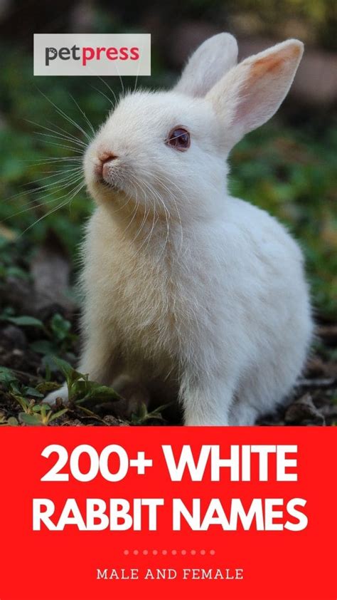 200 White Rabbit Names Names For Male And Female White Rabbits
