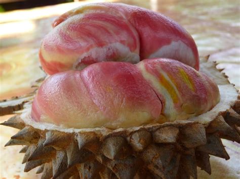 7 Hal Tentang Durian Merah Yang Harus Anda Ketahui
