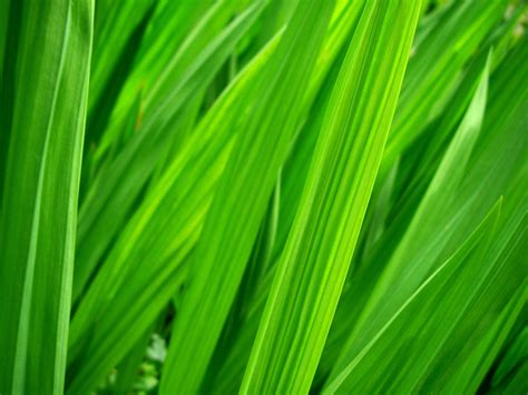 Macro Grass Picture Wild Grass Macro Lime Green Leaves Colour