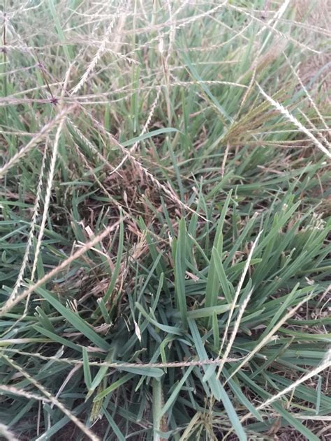 Grassy Weeds Ecoturf Of Northern Colorado