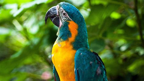 Blue Throated Macaw Care Sheet Birds Coo
