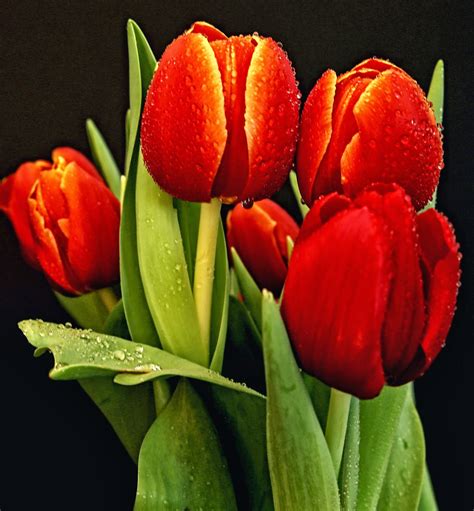 Banco De Imágenes Gratis 30 Fotos De Tulipanes En Varios Colores Para