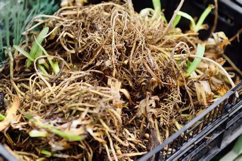 What To Do With Daylilies In Winter Tips For Digging And Storing