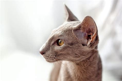 Oriental Shorthair Cat Breed Information And Characteristics