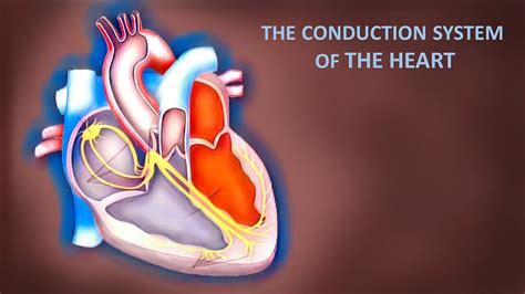 Electrical Anatomy Of The Heart