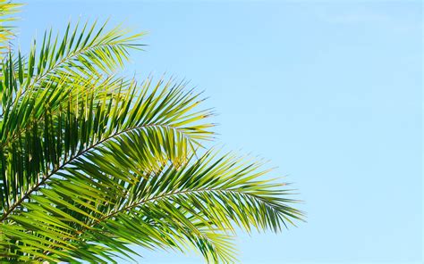Download Wallpaper 3840x2400 Palm Tree Branches Sky Plant Green 4k