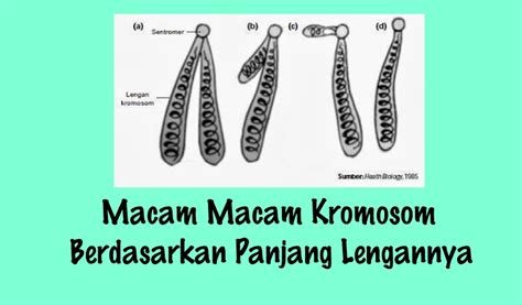 Macam Macam Bentuk Kromosom Beserta Penjelasan Dan Gambar Berbagai Hal