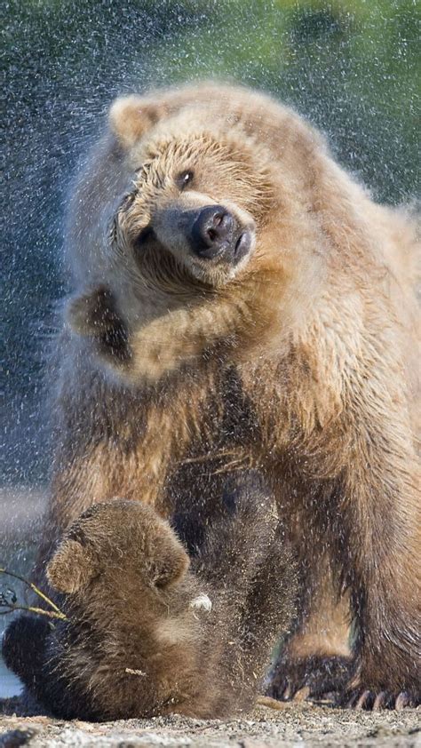 Wallpaper Bear Kamchatka Russia Animals 6032