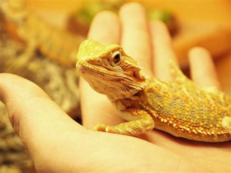 75 Inspiring Bearded Dragon Names For Male And Female