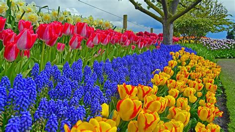 Garden Colorful Spring Tulips Hd Wallpaper Pxfuel