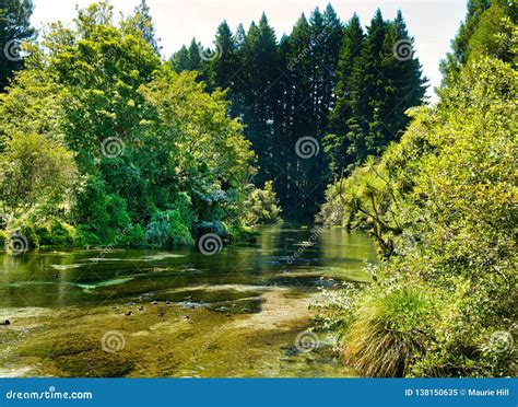 Tranquil Stream In Native Bush Stock Image Image Of Water Stream