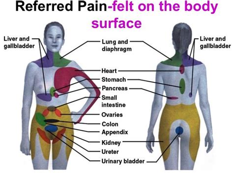 An organ is a collection of tissues joined in a structural unit to serve a common function. Pin on Chiro Stuff