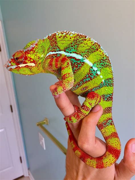 Fins and skins is the tampa bay area's aquatic and reptile superstore. panther chameleon for sale online | Chameleon pet ...