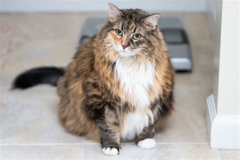 The Best Photos Of Chonky Cats Prove Theyre Just More To Love