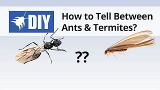 What's more, diy pest control supplies are sold at fair prices. Do It Yourself Termite Control Video Collection - DoMyOwn.com