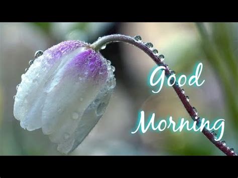 Here are some special morning whatsapp video status. good morning images WhatsApp, Facebook, Instagram status ...