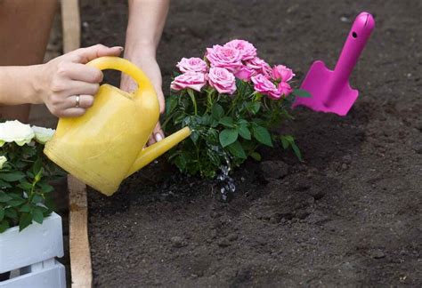 The Complete Guide To Transplanting Rose Bushes In 5 Simple Steps