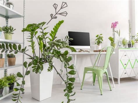12 Best Indoor Plants For Office Spaces
