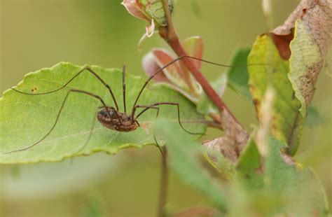 The 10 Most Common Types Of House Spiders 2023