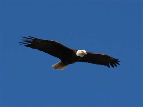 Filebald Eagle 9114 Cropped Wikipedia