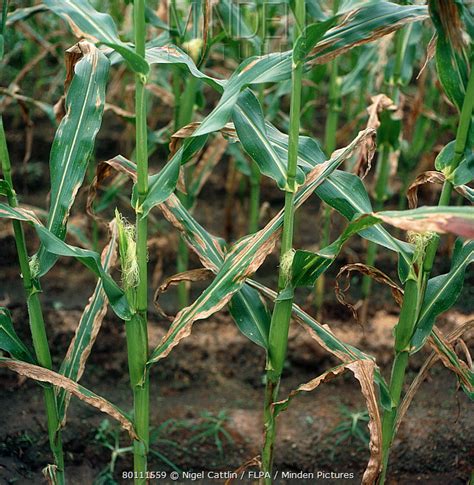 Northern Leaf Blight Of Maize Stock Photo Minden Pictures