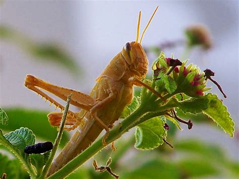 Grasshopper Locus Daniel Orth Flickr
