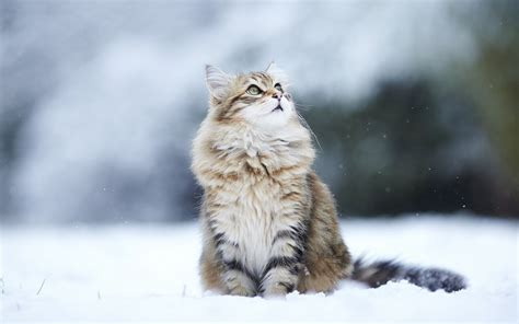 壁纸 雪 冬季 野生动物 抬头看 毛皮 晶须 冷冻 野猫 动物群 1920x1200像素 猫像哺乳动物 鼻子 中