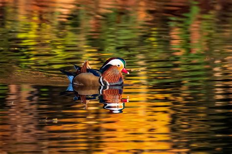 Mandarin Duck Mandarinente With Some Reflections Flickr