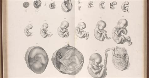 Meanings And Materials Of Miscarriage How Babies In Jars Shaped Modern