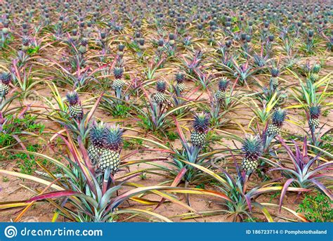 Rows Of Pineapple Fruit In Thai Call Phulae Pineapple Or Science Name