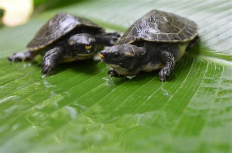 On The Verge Of Extinction The Hicatee Turtle Needs Your Help My