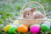 La tradizione del coniglio pasquale potrebbe essere nata in Gran Bretagna