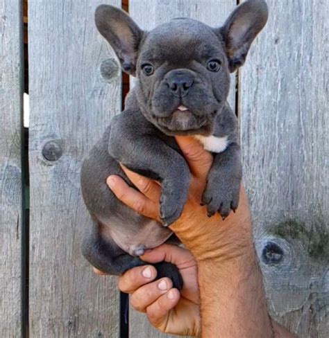 Cutest Frenchie French Bulldog Puppy In The World — Weird World