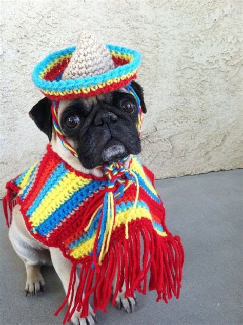 41 Of The Most Hilarious Dog Costumes Youll Ever See