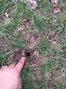 Sprays and dusts, leave behind a residue that may be unsafe for babies, for example. How to Remove Moles from Your Lawn- Virginia Green Lawn ...