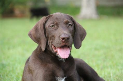 There are two variations of golden retrievers, field goldens and show goldens. German Shorthaired Pointer: Puppy Training, Health Care ...