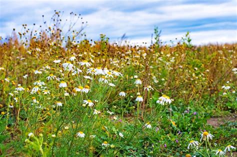 Autumn Yellow Plant And Different Herbs On The Meadow Wildflower