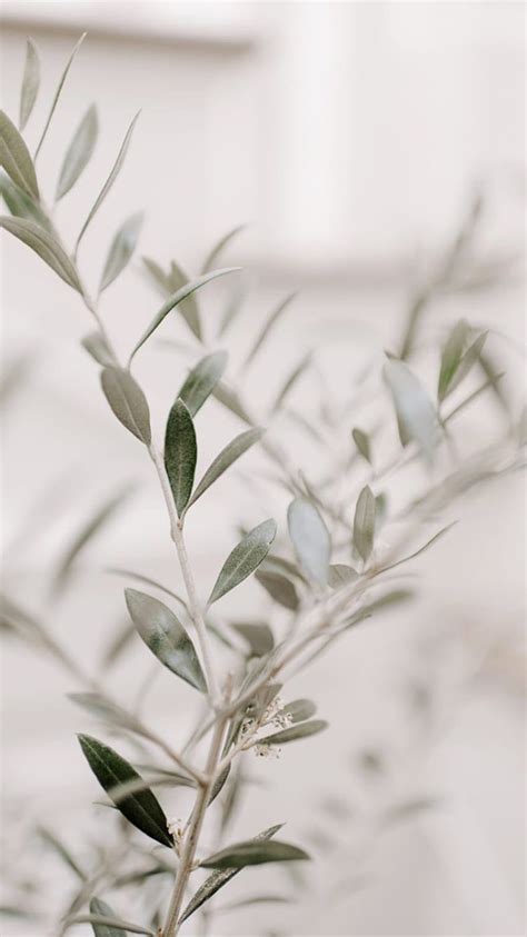 Greenery ⋒ Olive Tree Hd Phone Wallpaper Pxfuel